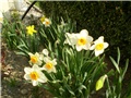 narcisi